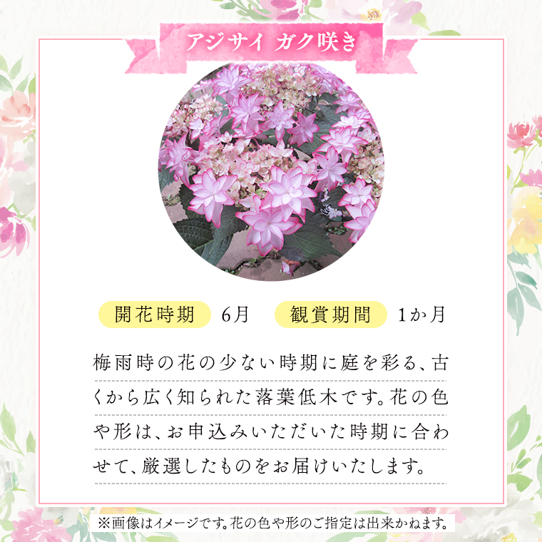 ≪先行予約≫アジサイ ガク咲き 【 おまかせ 1点 】【2025年4月上旬頃より発送開始】 植物 花 インテリア フラワー 紫陽花 お花 園芸 初夏 梅雨 ガーデニング