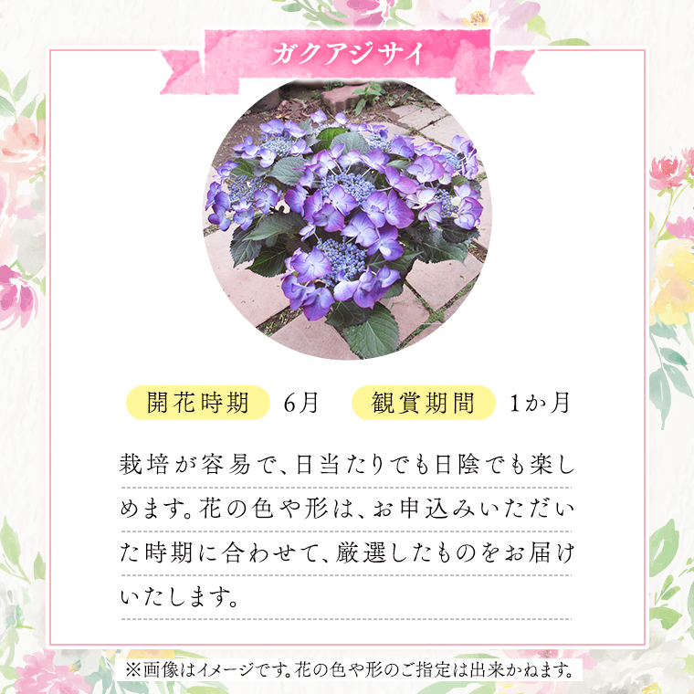 ≪先行予約≫ガク アジサイ 【 おまかせ 1点 】【2025年4月上旬頃より発送開始】 植物 花 インテリア フラワー 紫陽花 お花 園芸 初夏 梅雨 ガーデニング