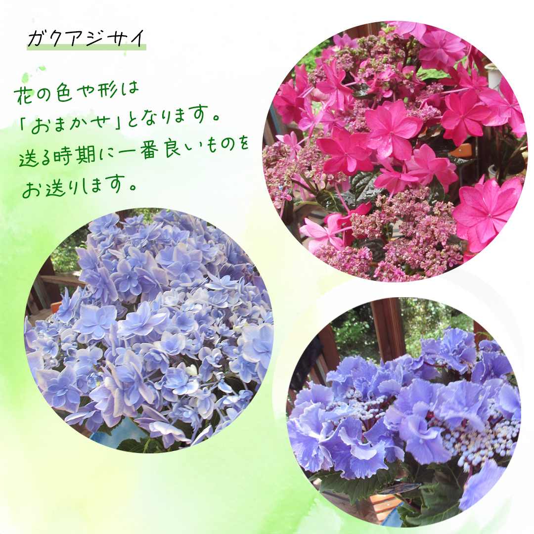 âªå
è¡äºçŽâ«ã¬ã¯ ã¢ãžãµã€ ã ããŸãã 1ç¹ ãã2025幎4æäžæ¬é ããçºééå§ã æ€ç© è± ã€ã³ããªã¢ ãã©ã¯ãŒ 玫éœè± ãè± åèž åå€ æ¢
éš ã¬ãŒããã³ã°