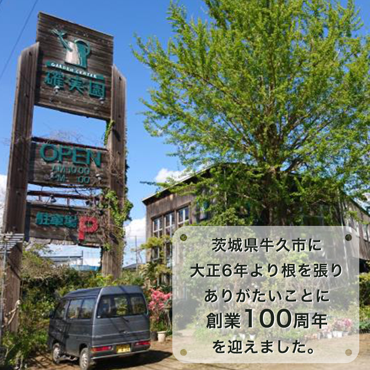 ≪先行予約≫ガク アジサイ 【 おまかせ 1点 】【2025年4月上旬頃より発送開始】 植物 花 インテリア フラワー 紫陽花 お花 園芸 初夏 梅雨 ガーデニング