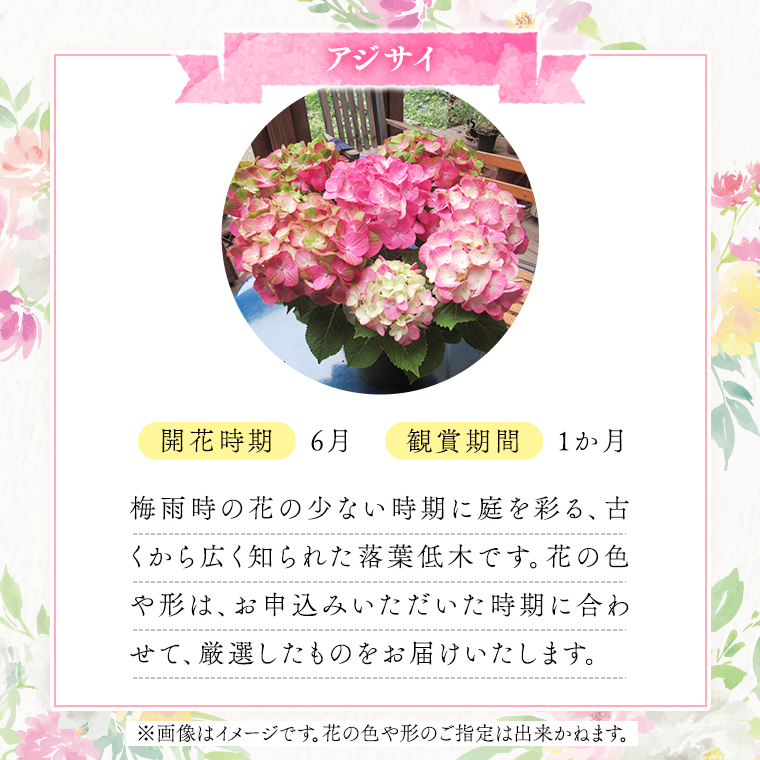 ≪先行予約≫アジサイ 【 おまかせ 1点 】【2025年4月上旬頃より発送開始】 植物 花 インテリア フラワー 紫陽花 お花 園芸 初夏 梅雨 ガーデニング