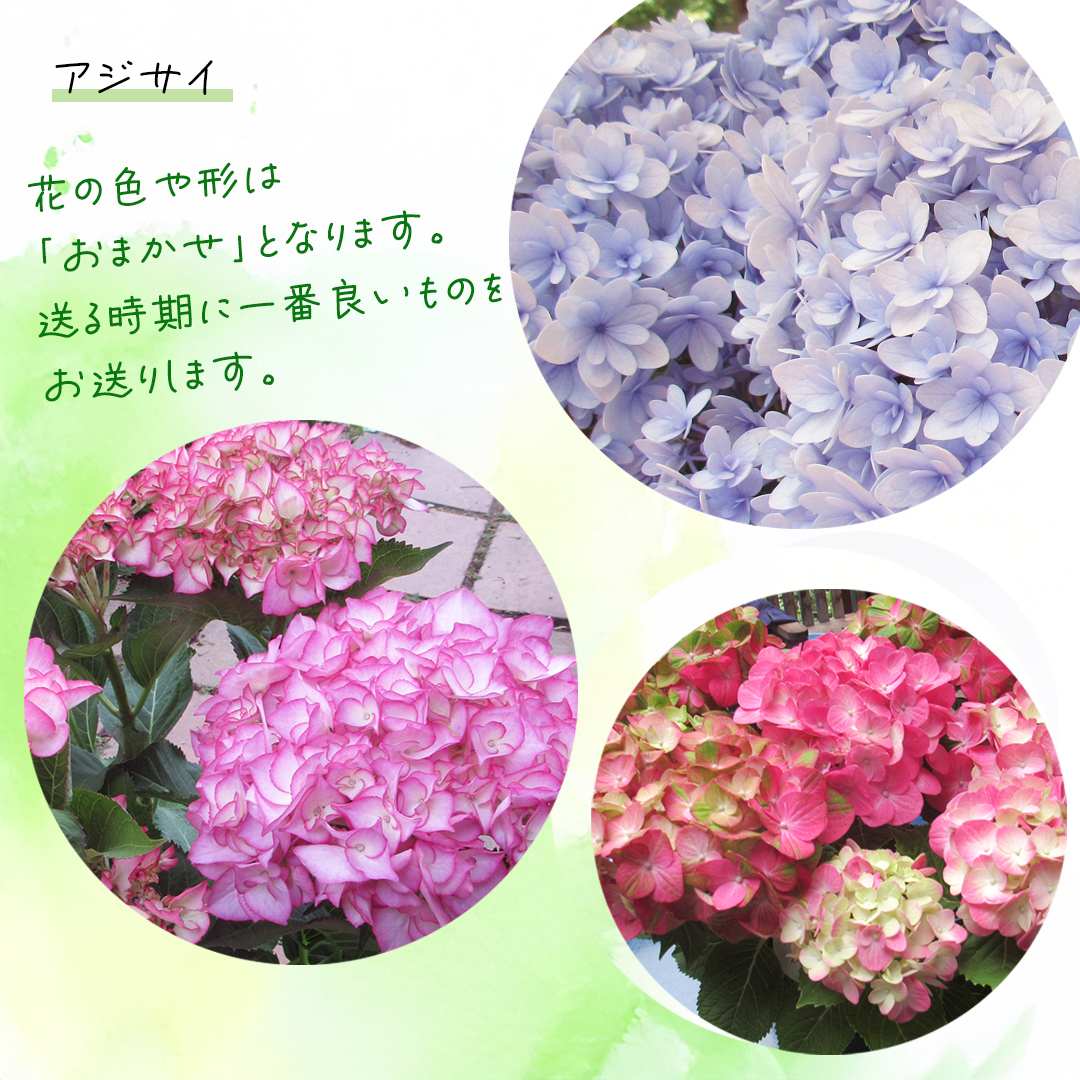 ≪先行予約≫アジサイ 【 おまかせ 1点 】【2025年4月上旬頃より発送開始】 植物 花 インテリア フラワー 紫陽花 お花 園芸 初夏 梅雨 ガーデニング