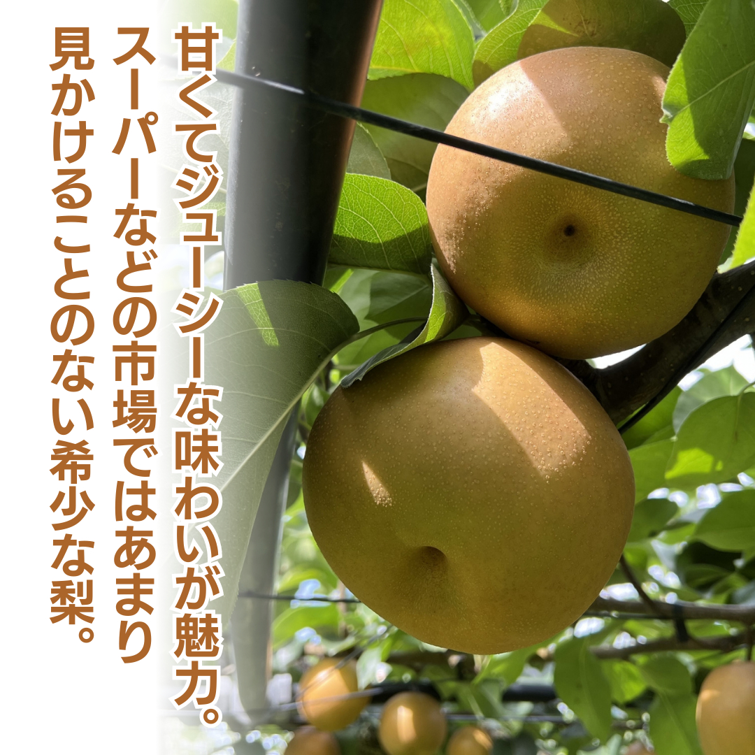 《 先行予約 》茨城県産 梨 秋月 3kg 6～10玉 【2024年発送】 フルーツ 果物 なし ナシ 旬 新鮮 旬 期間限定 甘い 国産