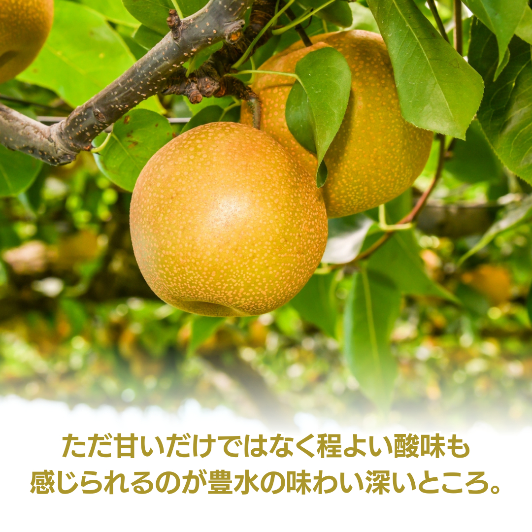 《 先行予約 》 茨城県産 梨 豊水 3kg 6～10玉 【2024年発送】 フルーツ 果物 なし ナシ 旬 新鮮 旬 期間限定 甘い 国産