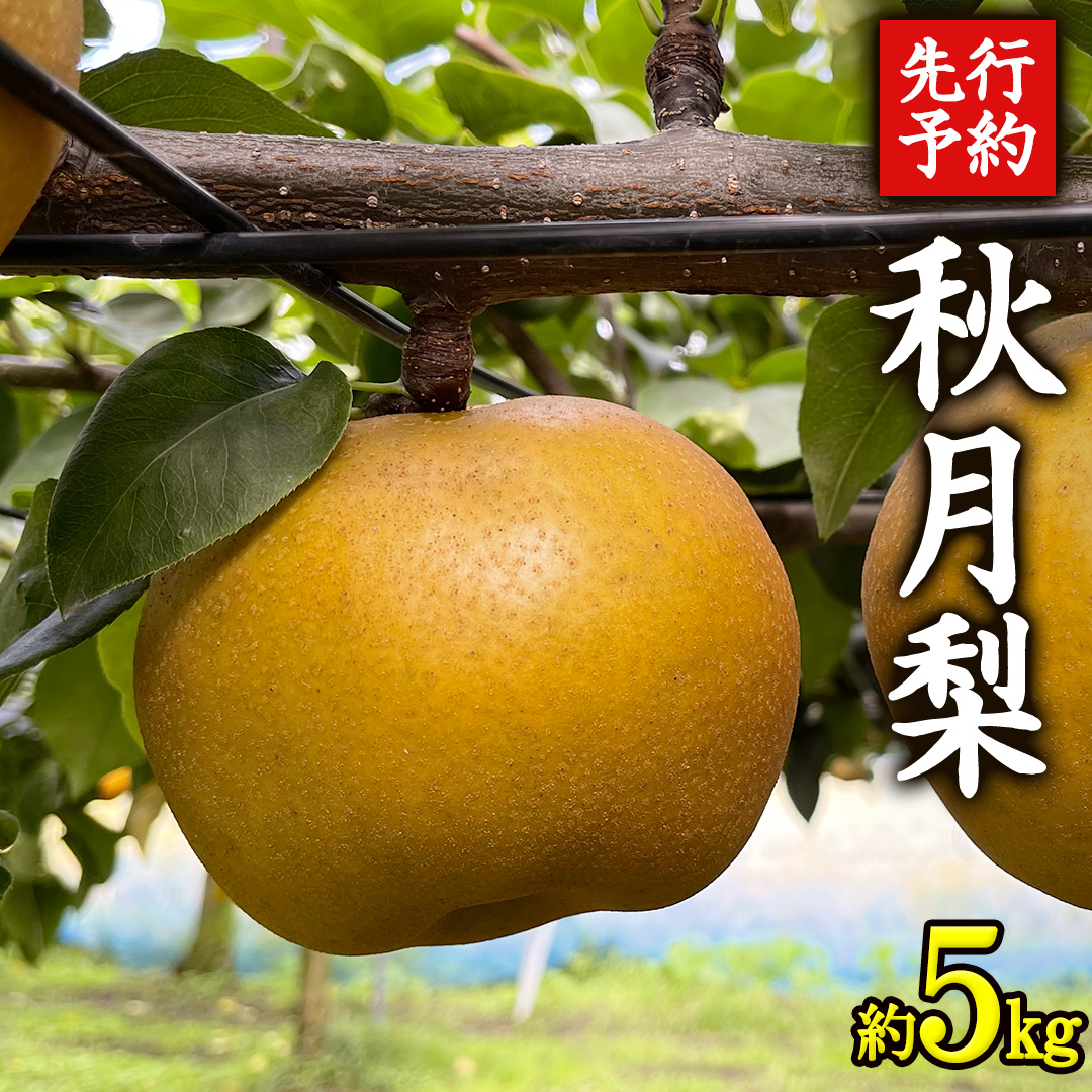 《 先行予約 》 茨城県産 梨 秋月 （ 約5kg ） 【 2026年 9月上旬頃より発送開始 】 あきづき アキヅキ フルーツ 果物 なし ナシ 旬 新鮮 旬 期間限定 国産