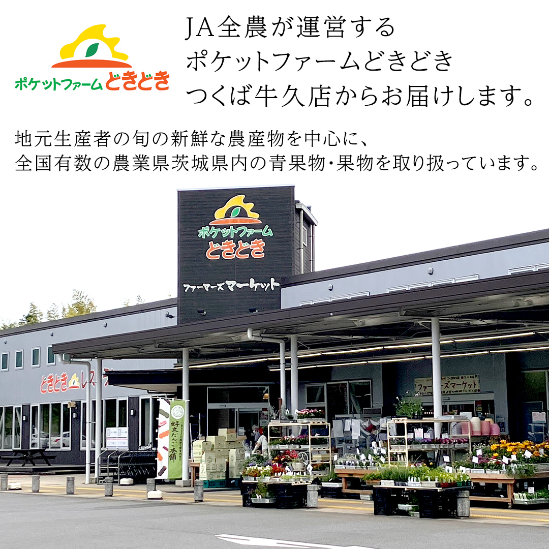 茨城県産 アールスメロン 秀品 3L サイズ × 2玉 入り おすすめ JA全農いばらき JA 【 2024年8月下旬から発送 】 メロン めろん ふるさと納税 フルーツ 予約 マスクメロン くだもの 果物 国産旬 定番 旬 期間限定 青肉 果物