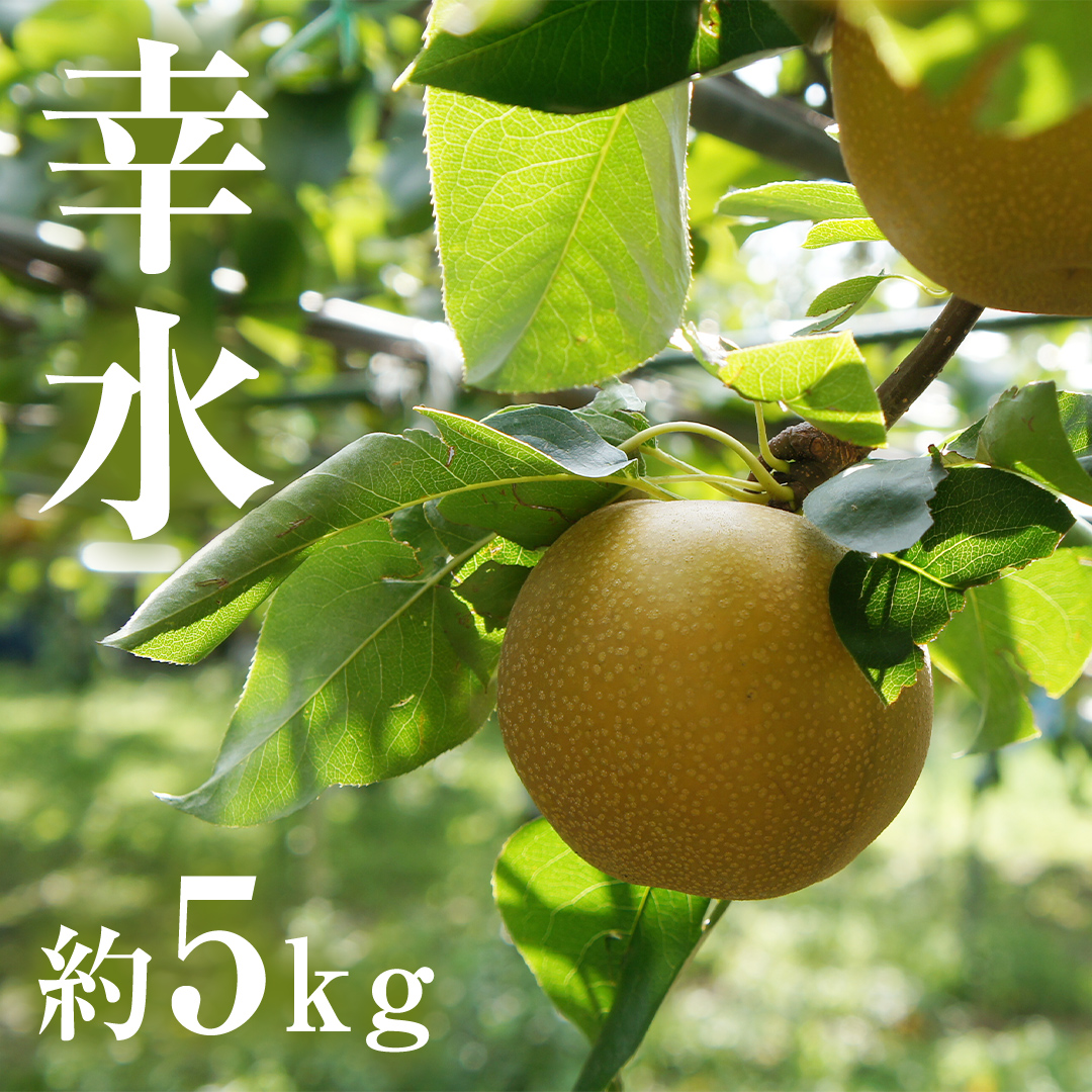 茨城県産 梨 幸水 （約 5kg ） 10～16玉 梨 なし 和梨 日本梨 果物 フルーツ 新鮮 旬 期間限定 国産