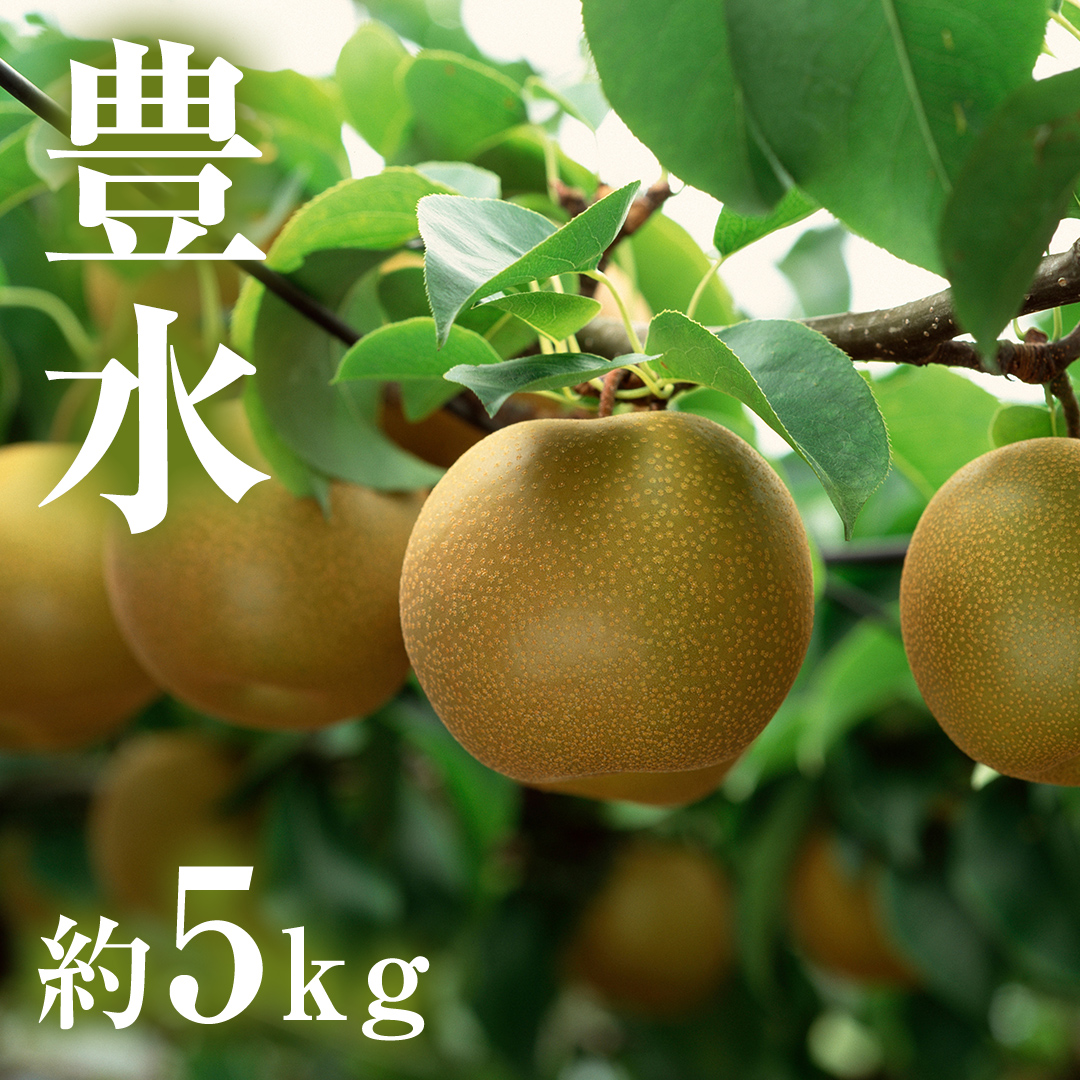 茨城県産 梨 豊水 （約 5kg ） 10～16玉 梨 なし 和梨 日本梨 果物 フルーツ 新鮮 旬 期間限定 国産
