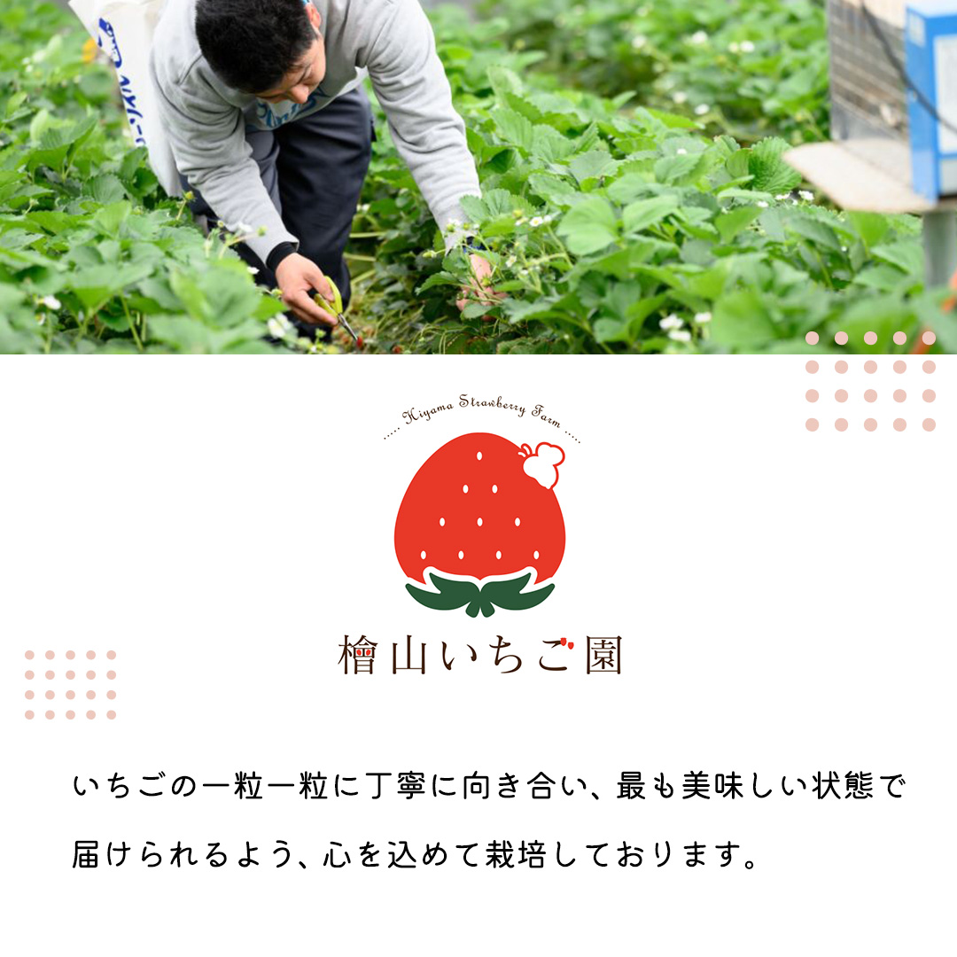 【 先行予約 】 茨城県品種 いばら キッス ( 4パック×1箱 )【 2026年1月から発送開始 】 ( 茨城県共通返礼品 : 常陸太田市 ) 約 260g × 4 パック いばらキッス いばらきっす いちご 数量限定 果物 くだもの フルーツ 苺 イチゴ 期間限定