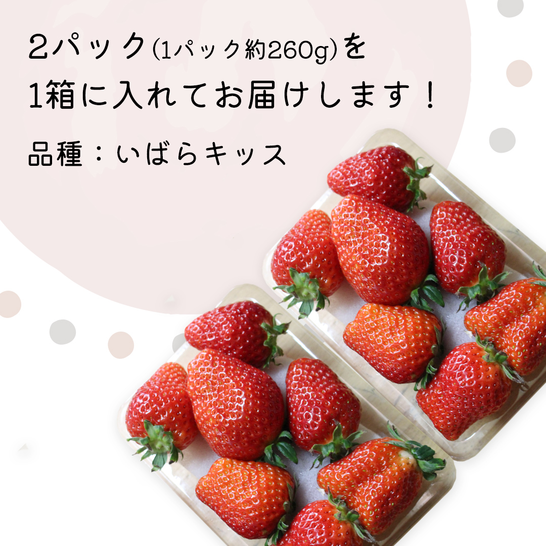 【 先行予約 】 茨城県品種 いばら キッス ( 2パック × 1箱 )【 2025年1月から発送開始 】 ( 茨城県共通返礼品 : 常陸太田市 ) 約 260g × 2 パック いばらキッス いばらきっす いちご 数量限定 果物 くだもの フルーツ 苺 イチゴ 期間限定