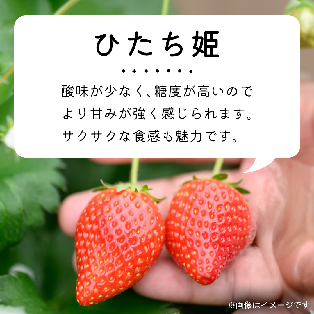 【 先行予約 】いちご 3種 食べ比べセット（4パック×1箱)【 2025年1月から発送開始 】 ( 茨城県共通返礼品 : 常陸太田市 ) 約 260g × 4パック いばらキッス ひたち姫 やよいひめ から 厳選して お届け 数量限定 果物 くだもの フルーツ 苺 イチゴ 期間限定