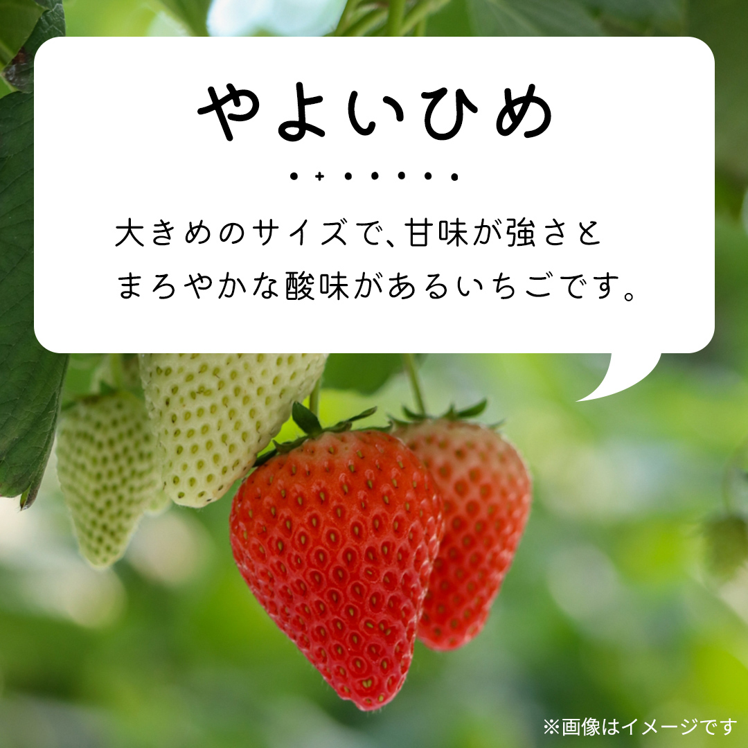 【 先行予約 】いちご 3種 食べ比べセット（4パック×1箱)【 2025年1月から発送開始 】 ( 茨城県共通返礼品 : 常陸太田市 ) 約 260g × 4パック いばらキッス ひたち姫 やよいひめ から 厳選して お届け 数量限定 果物 くだもの フルーツ 苺 イチゴ 期間限定