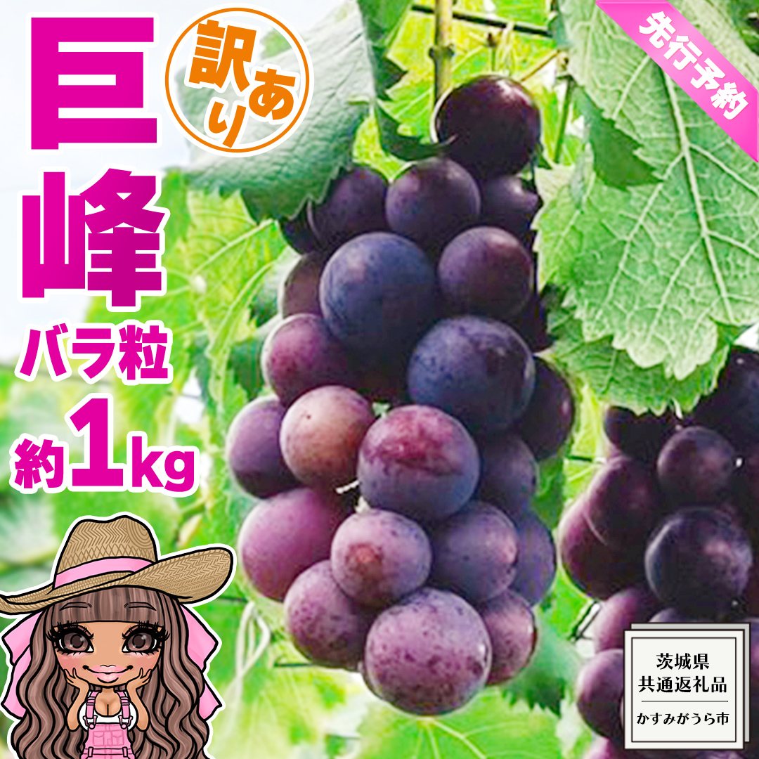 【 先行予約 】【 訳あり 】 バラ粒 甘くてジューシーな旬の天使の 巨峰 約 1kg （ 茨城県共通返礼品： かすみがうら市 ） 【 2026年8月頃発送 】 フルーツ 果物 マスカット ぶどう 葡萄 ブドウ 旬 国産 産地直送 ギフト 贈り物