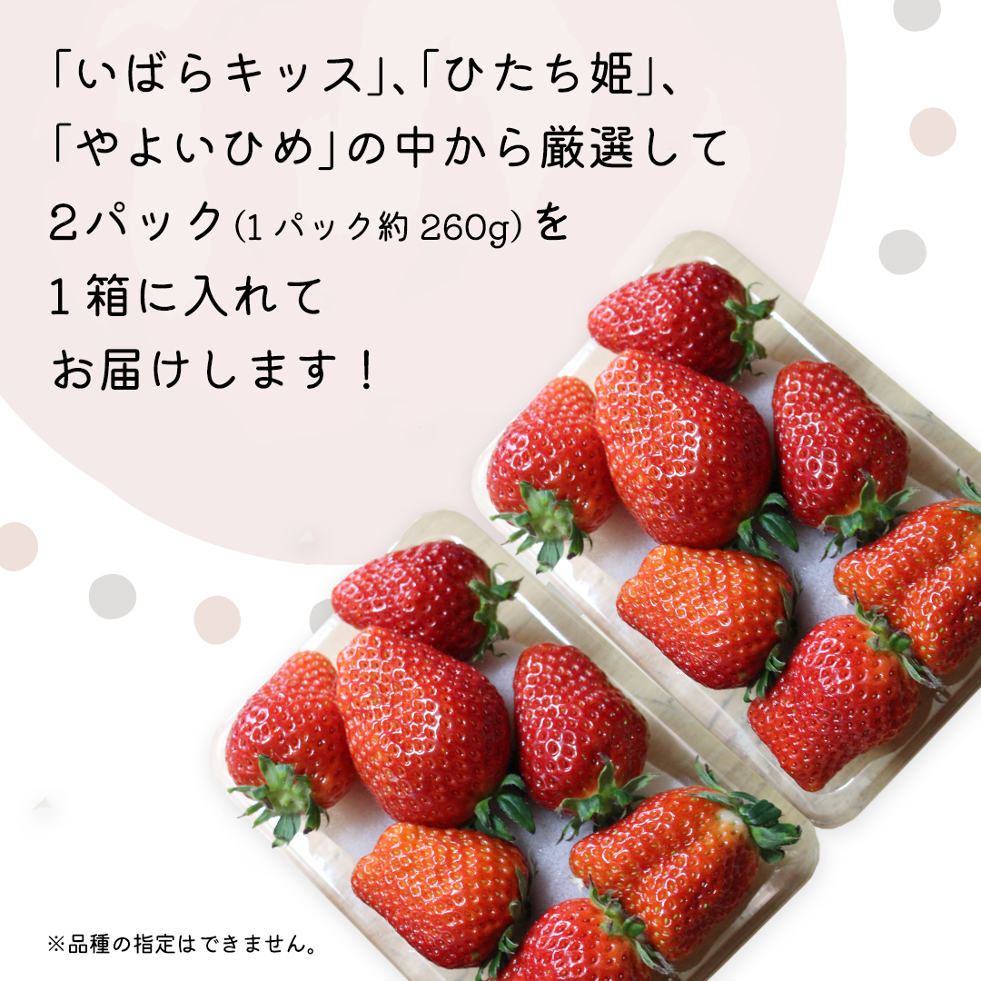 【 先行予約 】 【 定期コース 】 厳選 いちご 2パック 【 毎月 第2木曜に全3回発送 初回発送 2025年1月16日 】 ( 茨城県共通返礼品 : 常陸太田市 ) 約260g×2パック いばらキッス ひたち姫 やよいひめ から 厳選して お届け 定期便 いちご 数量限定 果物 くだもの フルーツ 苺 イチゴ 数量限定