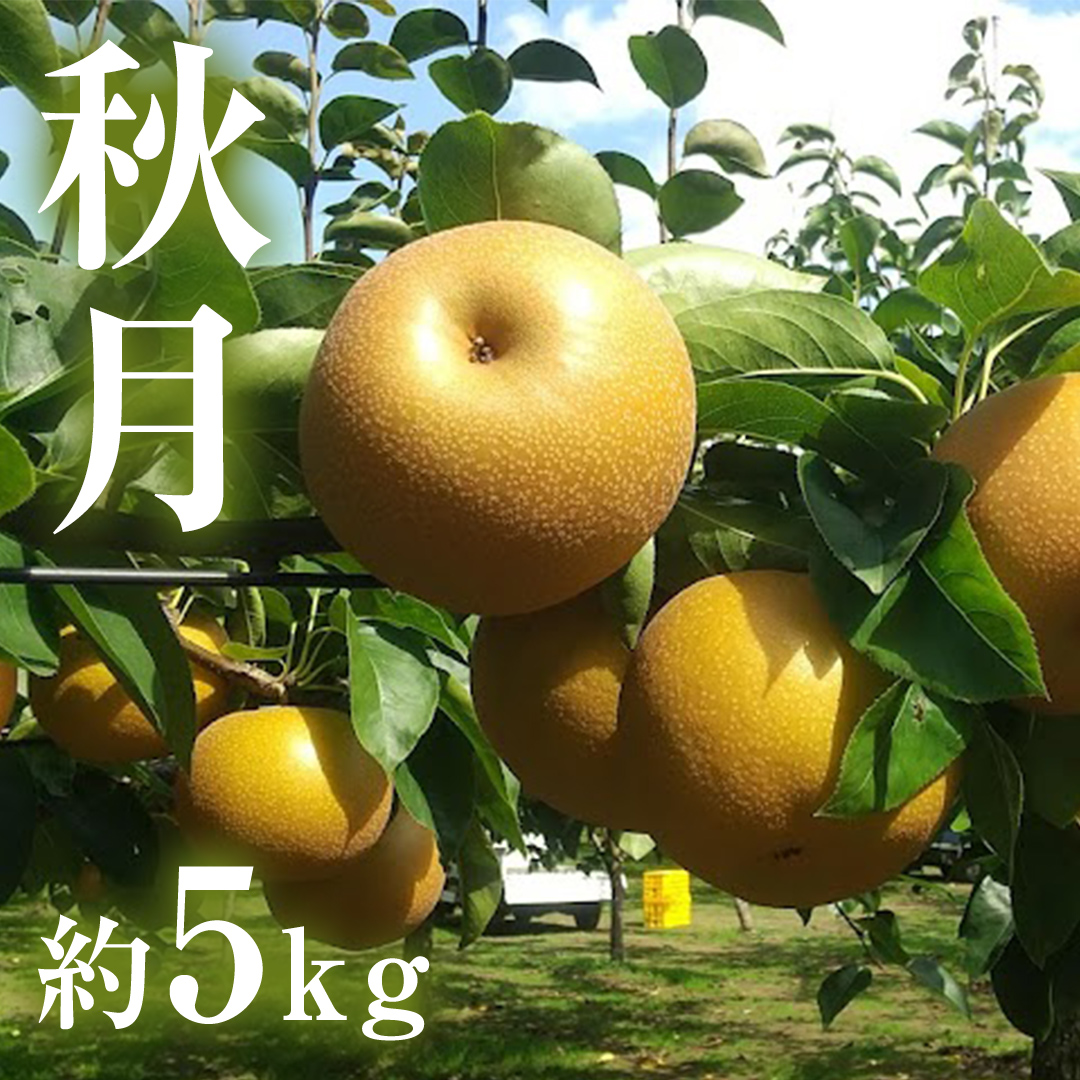 茨城県産 梨 秋月 （約 5kg ） 10～16玉 フルーツ 果物 なし ナシ 旬 新鮮 期間限定 甘い 国産