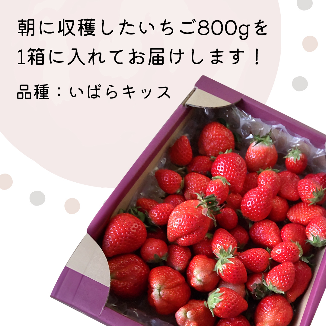 【 先行予約 】《 いばらキッス 》ちょっと訳あり イチゴ たっぷり800g バラ詰め 《 2025年2月以降発送 》（茨城県共通返礼品／常陸太田市） 訳あり いちご 苺 高糖度 甘い 加工用 生食用 ジャム 製菓用 朝採れ 新鮮 数量限定 期間限定