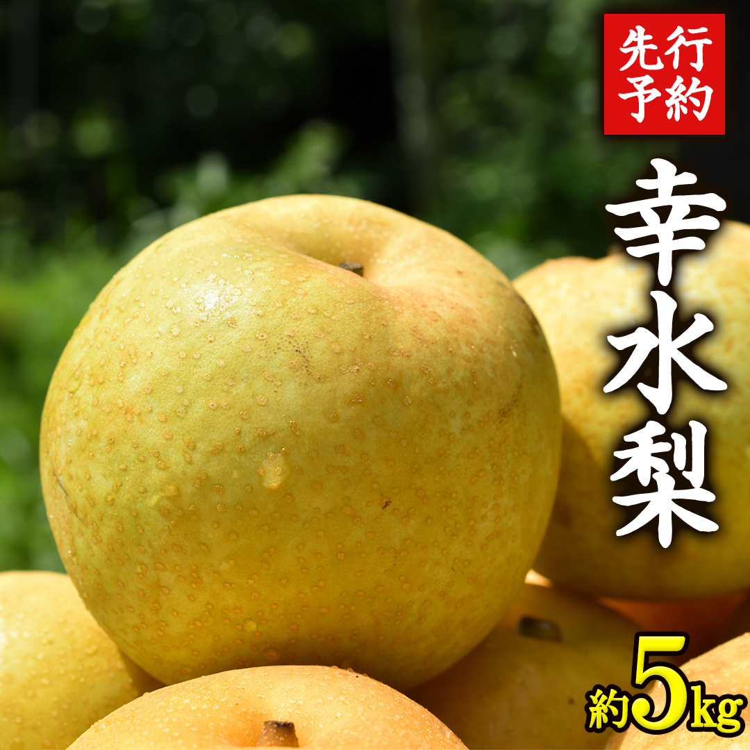 ≪先行予約≫ 茨城県産 梨 幸水 （約 5kg） 【 2026年 8月下旬頃より発送開始 】 梨 なし 果物 フルーツ 新鮮 旬 期間限定 甘い 国産