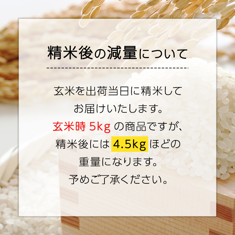 【 定期便 3ヶ月 】 精米日出荷 みずほの村市場牛久店 関さんの こしひかり 4.5kg ( 玄米時 5kg ) 新鮮 米 特別栽培農産物 認定米 令和6年産