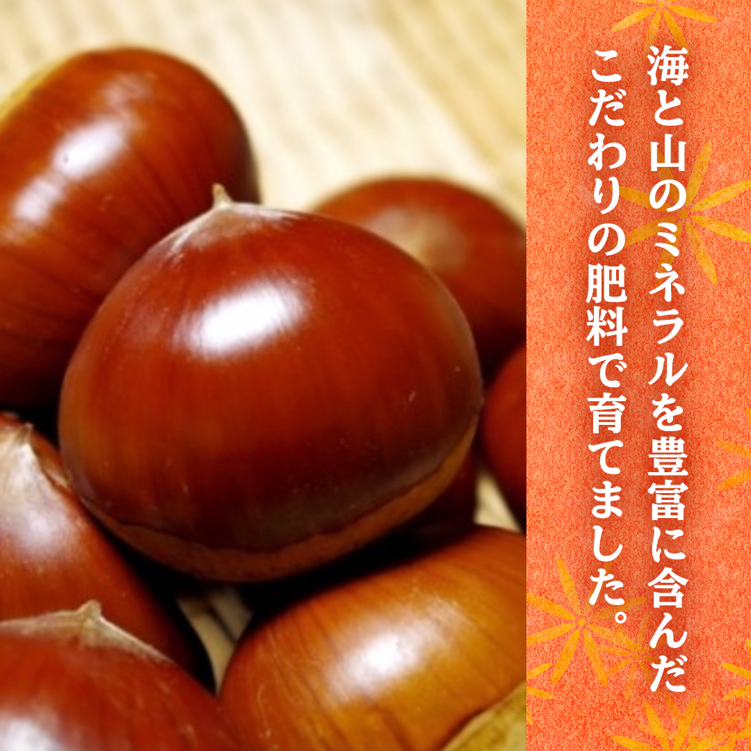 【 2025年9月中旬発送開始 】 石岡 鶴沼 の 生栗 約2kg （茨城県共通返礼品：石岡市） 栗 くり クリ マロン 栗ごはん 栗ご飯 贈答 ギフト 秋の味覚 果物 フルーツ 数量限定 旬 秋 冬 正月 国産 秋 旬 旬の栗 お菓子作り 冷凍保存 先行予約