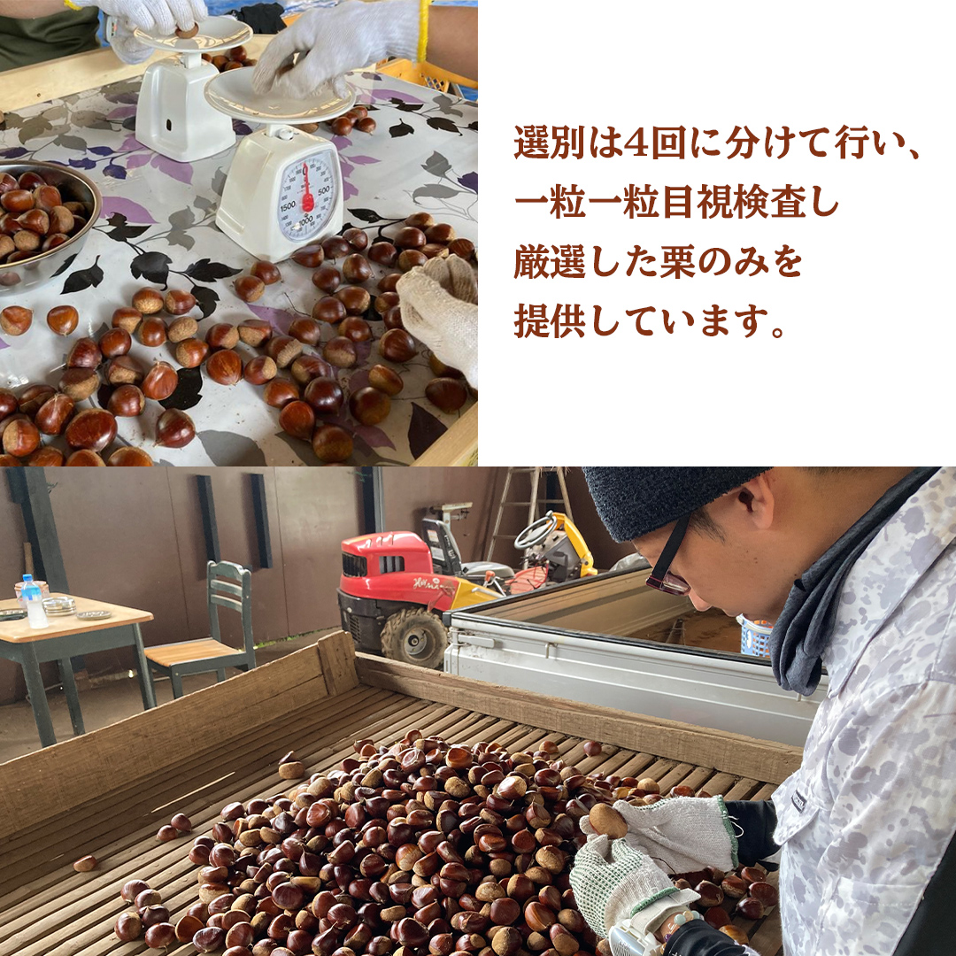 【 2025年9月中旬発送開始 】 石岡 鶴沼 の 生栗 約2kg （茨城県共通返礼品：石岡市） 栗 くり クリ マロン 栗ごはん 栗ご飯 贈答 ギフト 秋の味覚 果物 フルーツ 数量限定 旬 秋 冬 正月 国産 秋 旬 旬の栗 お菓子作り 冷凍保存 先行予約