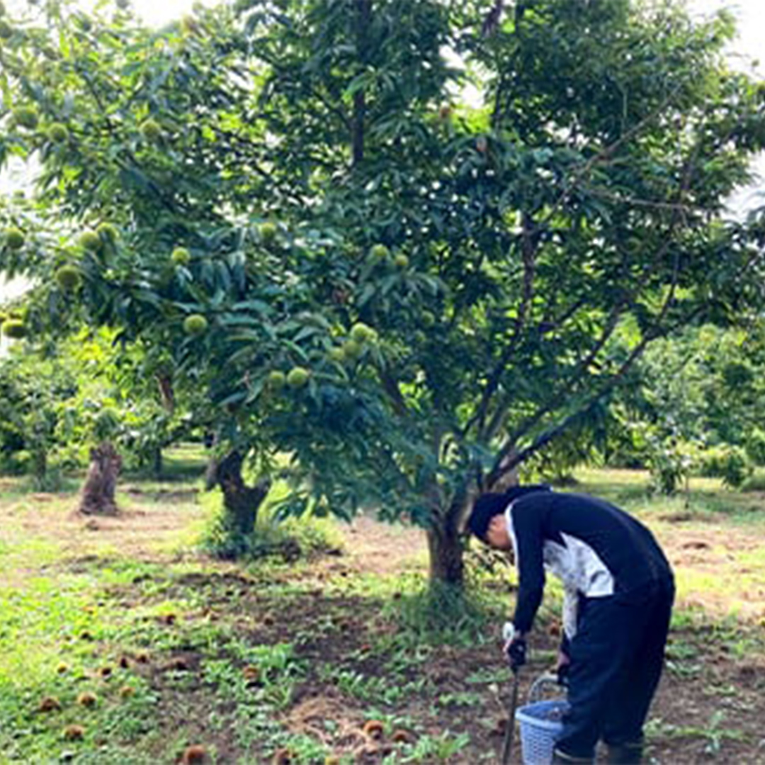 【 2025年9月中旬発送開始 】 石岡 鶴沼 の 生栗 約2kg （茨城県共通返礼品：石岡市） 栗 くり クリ マロン 栗ごはん 栗ご飯 贈答 ギフト 秋の味覚 果物 フルーツ 数量限定 旬 秋 冬 正月 国産 秋 旬 旬の栗 お菓子作り 冷凍保存 先行予約