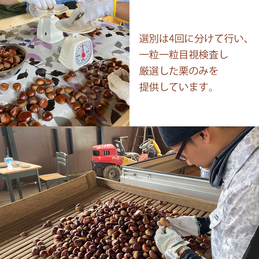 【 2025年9月中旬発送開始 】石岡 鶴沼 の 生栗 約1kg （茨城県共通返礼品：石岡市） 栗 くり クリ マロン 栗ごはん 栗ご飯 贈答 ギフト 秋の味覚 果物 フルーツ 数量限定 旬 秋 冬 正月 国産 秋 旬 旬の栗 お菓子作り 冷凍保存 先行予約