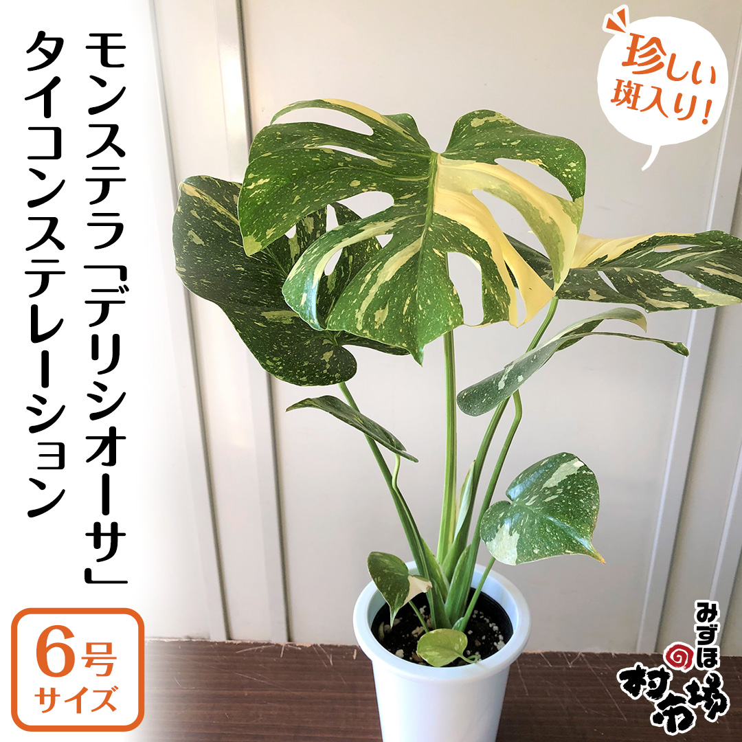 【 観葉植物 】 斑入り ！ モンステラ 「 デリシオーサ 」 タイコンステレーション 1鉢  ( 6号サイズ ) ガーデニング 室内 植物 花 鉢 緑 希少 上級者向け みずほの村市場 牛久店