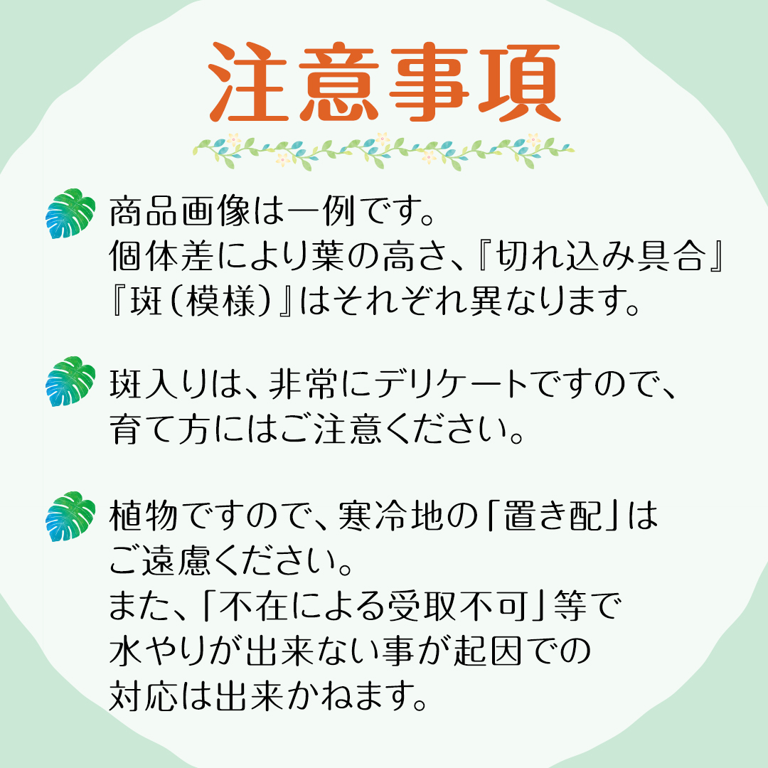 【 観葉植物 】 斑入り ！ モンステラ 「 デリシオーサ 」 タイコンステレーション 1鉢  ( 6号サイズ ) ガーデニング 室内 植物 花 鉢 緑 希少 上級者向け みずほの村市場 牛久店