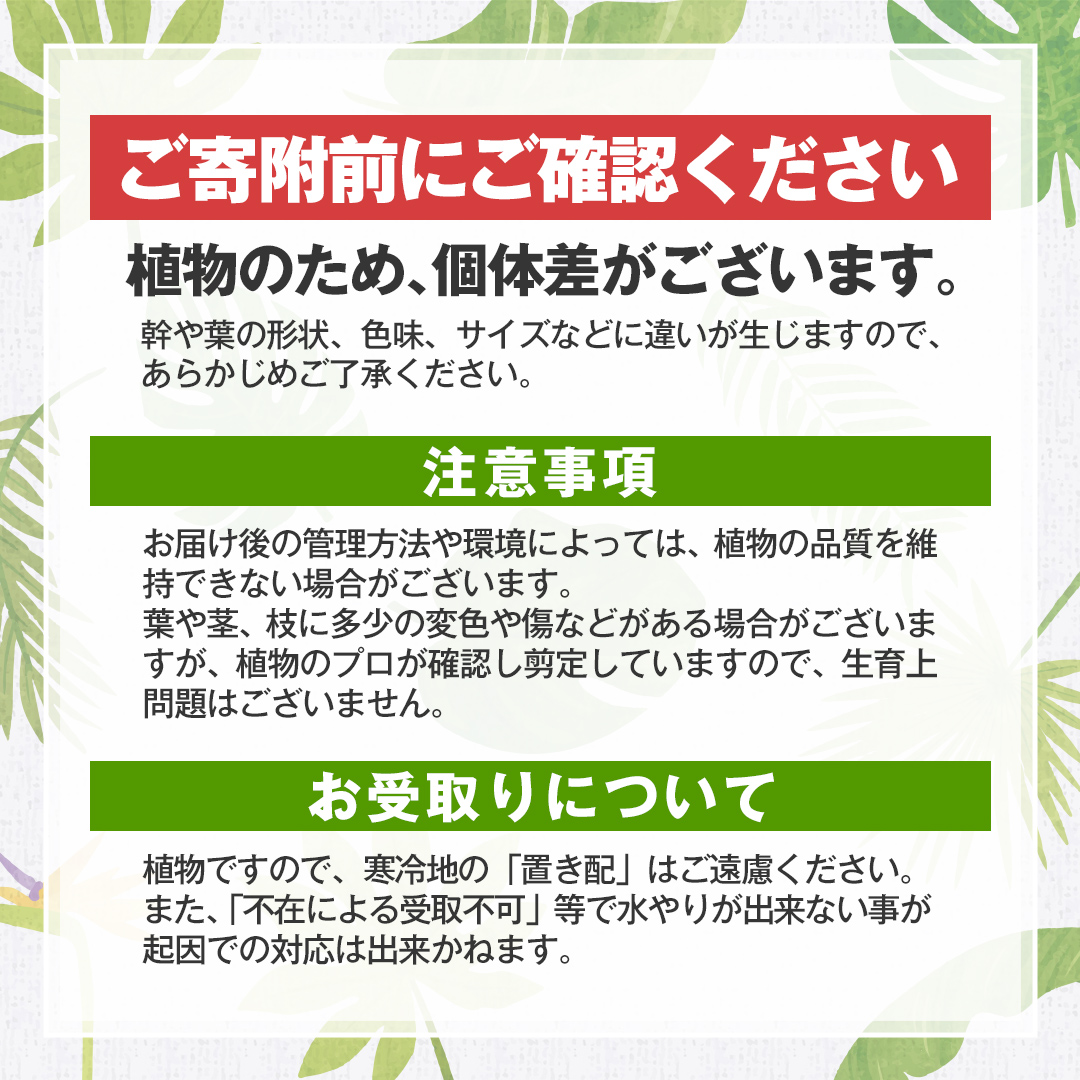 【 観葉植物 】 シンゴニウム ・ ホワイト バタフライ 1鉢 シンゴニューム ガーデニング 室内 植物 花 鉢 緑