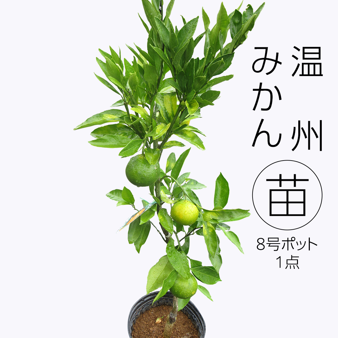 温州みかんの苗  8号ポット 1点 家庭 で 園芸 鉢植え 苗 庭木 果樹 ガーデニング 植物 確実園