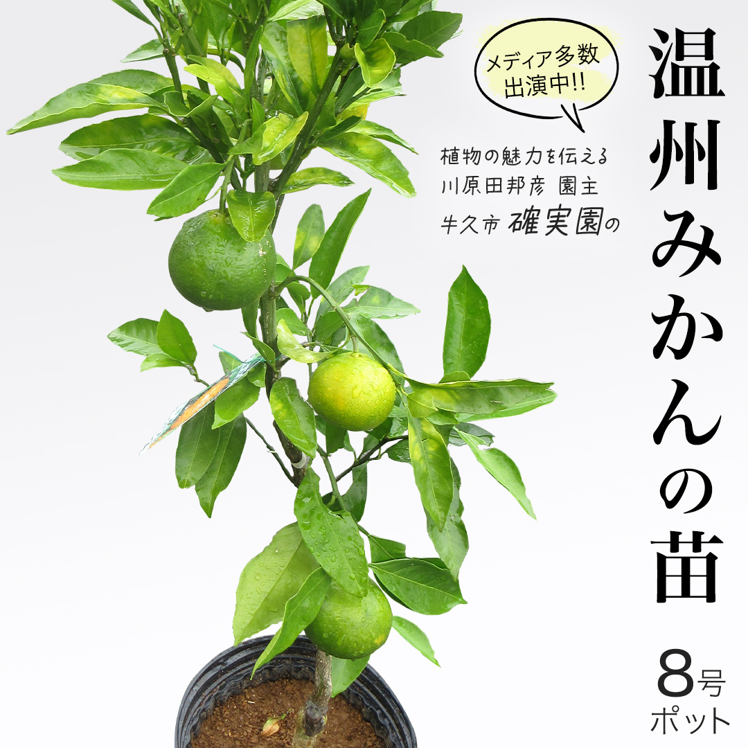温州 みかん の 苗  8号ポット 1点 苗木 庭木 果樹 ガーデニング 家庭菜園 園芸 鉢植え 庭木 果物 くだもの  観葉植物 インテリア 植木鉢