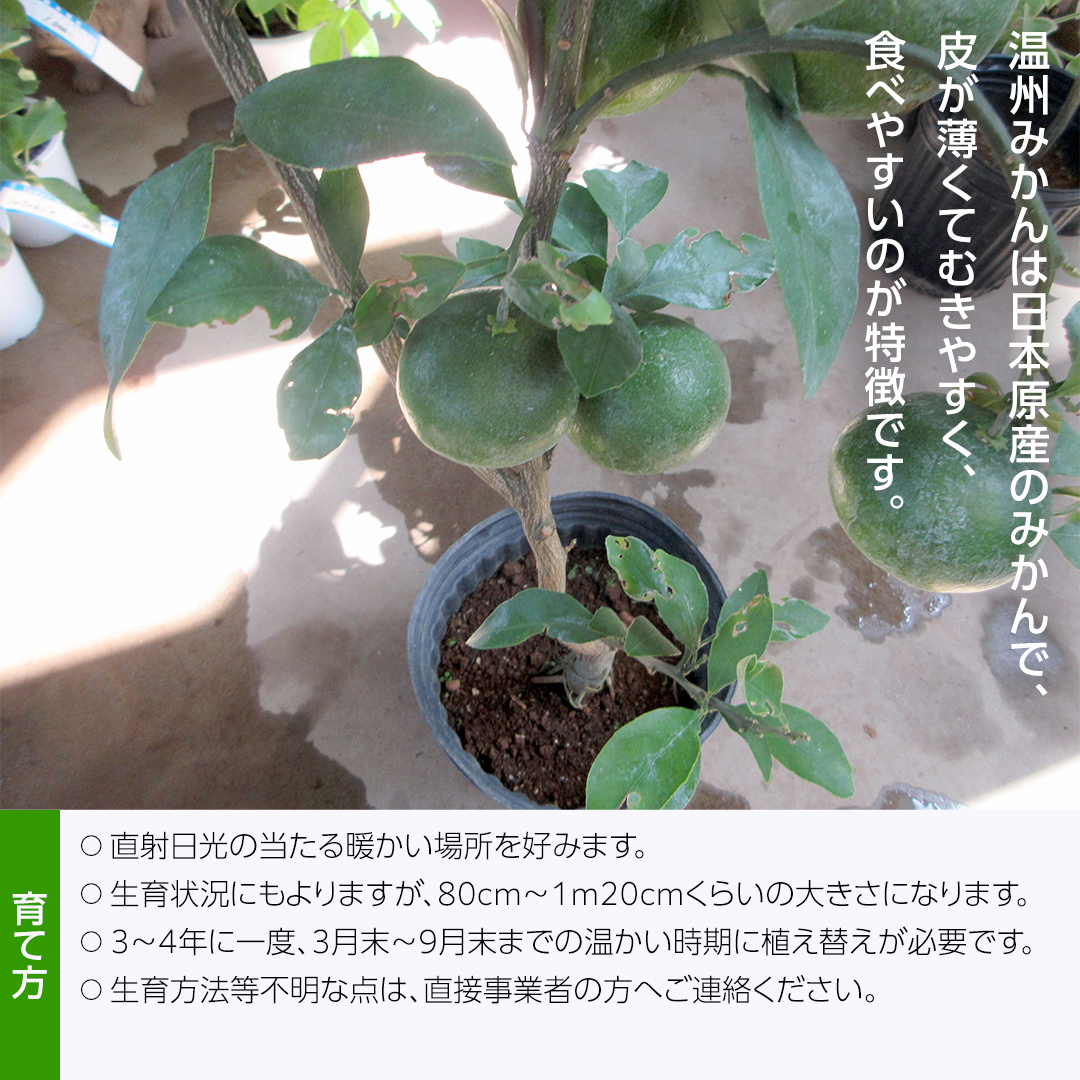 温州みかんの苗  8号ポット 1点 家庭 で 園芸 鉢植え 苗 庭木 果樹 ガーデニング 植物 確実園