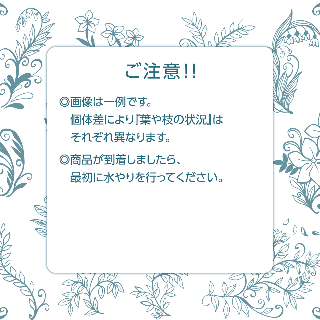 アグラオネマ シルバークイーン 5号ポット 1点 家庭 で 園芸 鉢植え 苗 庭木 果樹 ガーデニング 植物 確実園