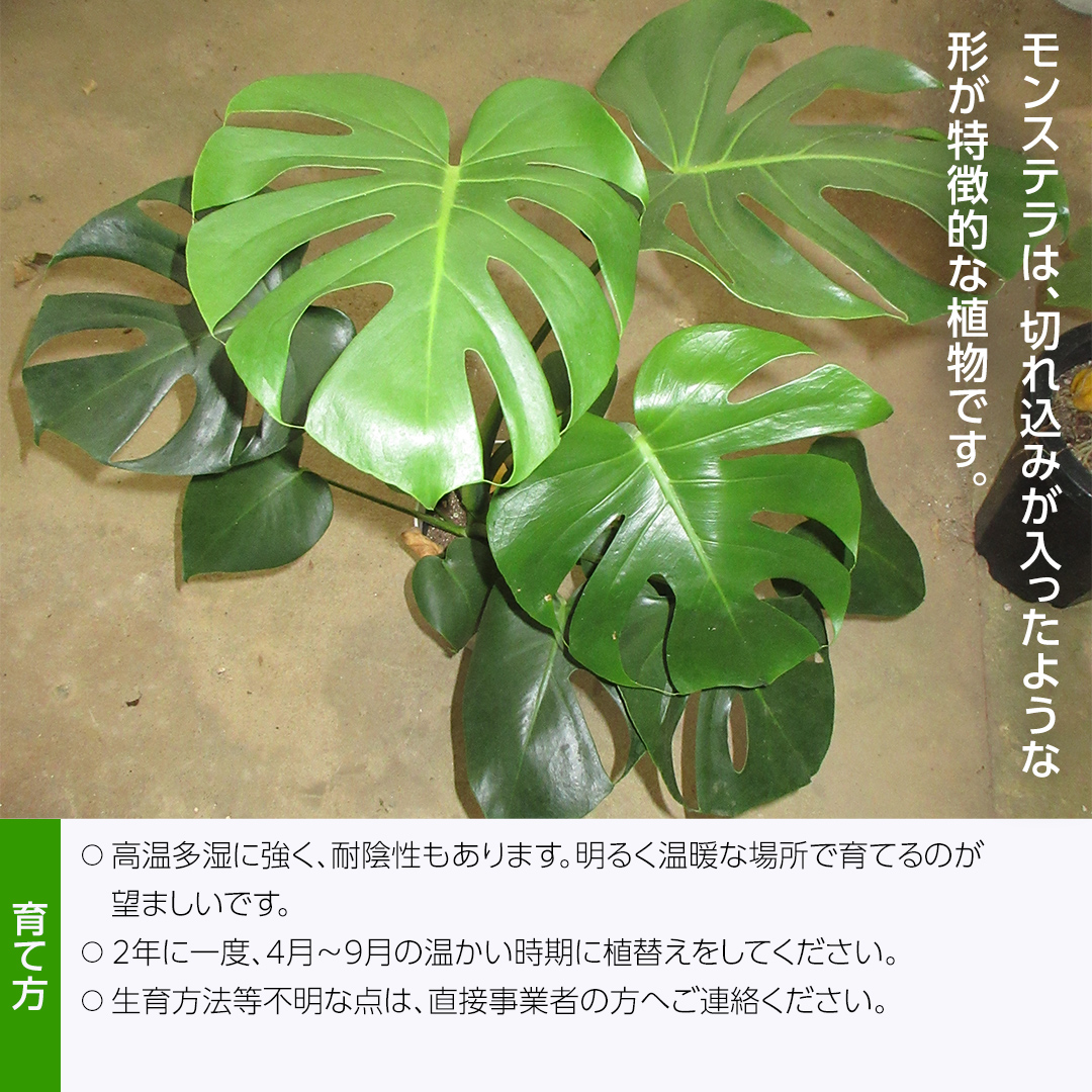 モンステラ 5号ポット 1点 家庭 で 園芸 鉢植え 苗 庭木 果樹 ガーデニング 植物 確実園