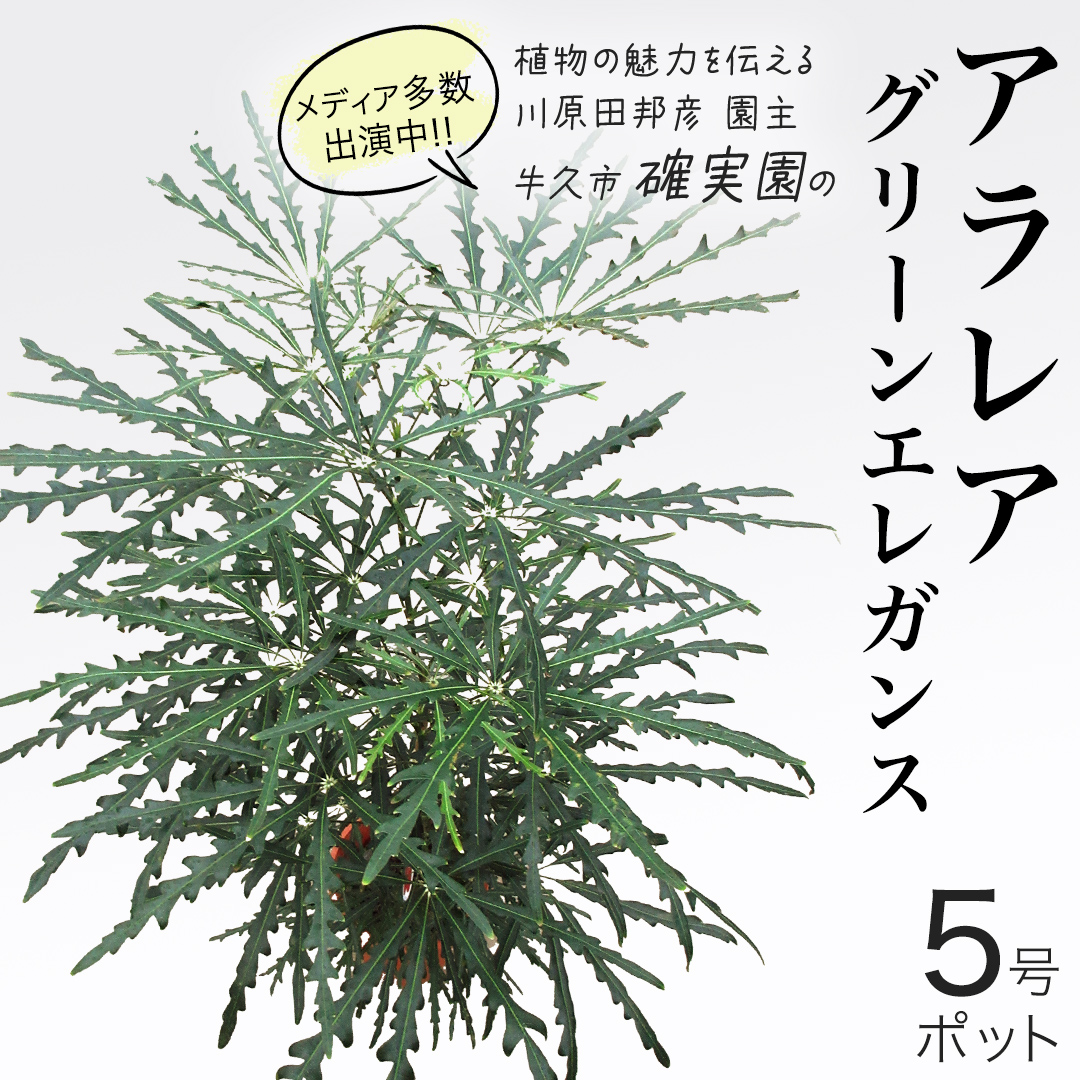 アラレア グリーンエレガンス 5号ポット 1点 家庭 で 園芸 鉢植え 苗 庭木 果樹 ガーデニング 植物 確実園 観葉植物 インテリア 植木鉢