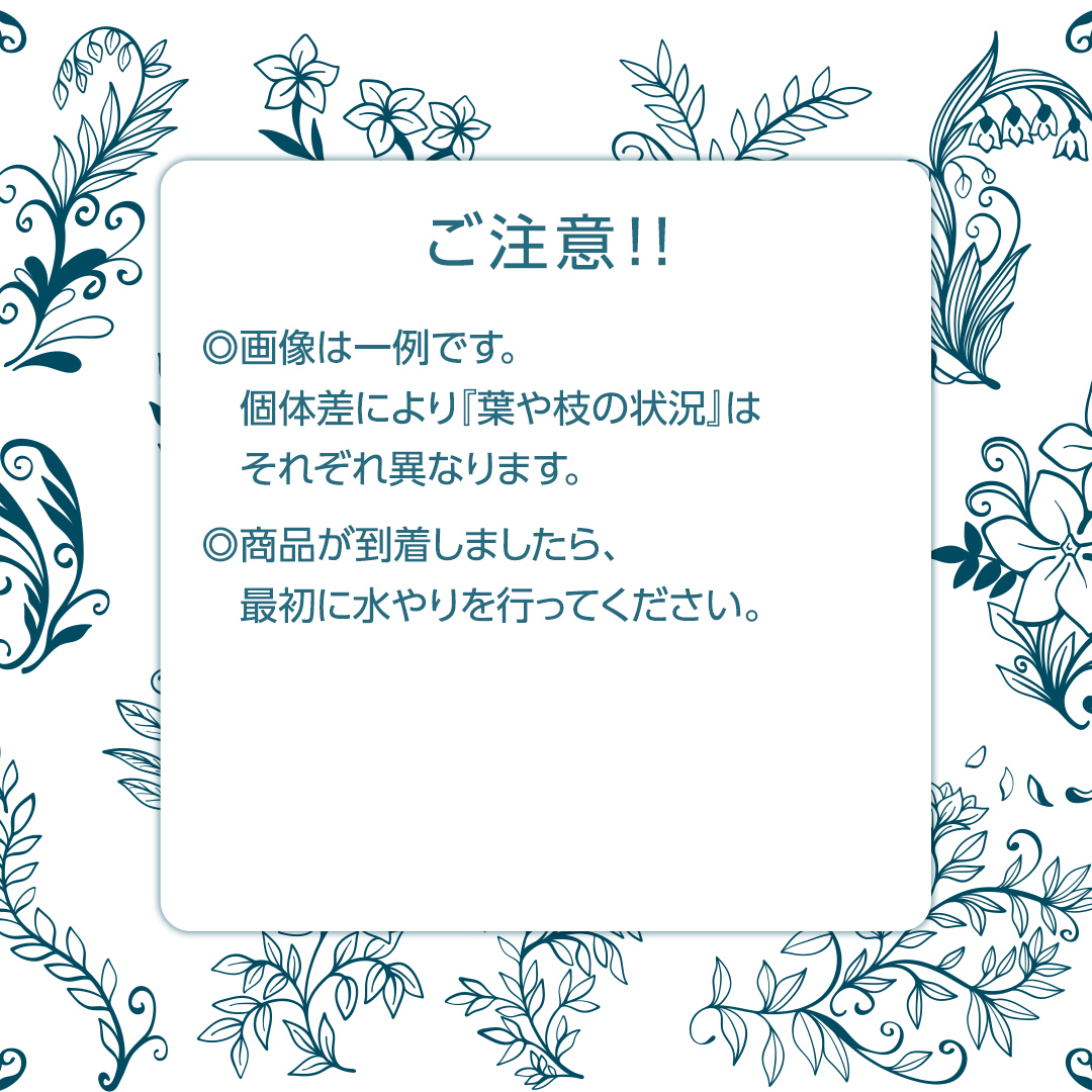 クロトンノキ グリーンエレガンス 5号ポット 1点 家庭 で 園芸 鉢植え 苗 庭木 果樹 ガーデニング 植物 確実園