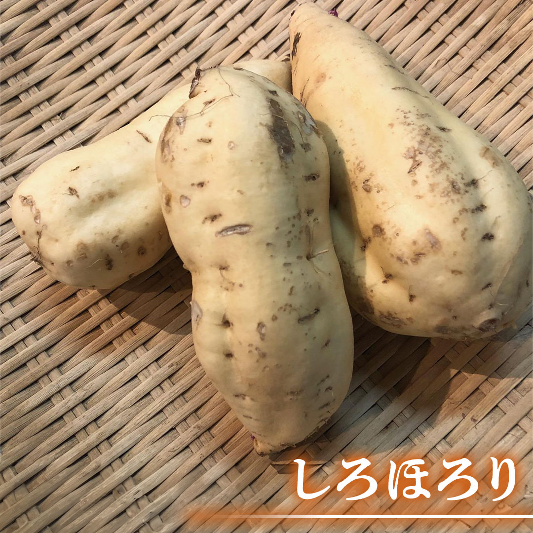 さつまいも 「 しろほろり 」 5kg 旬 甘い 芋 いも サツマイモ スイーツ 野菜