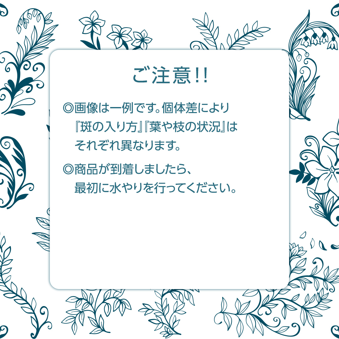 ゴムノキ 斑入り 5号ポット 1点 家庭 で 園芸 鉢植え 苗 庭木 果樹 ガーデニング 植物 確実園