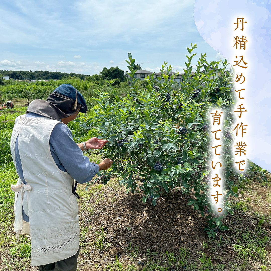 ≪先行予約≫ 朝採れ 完熟 ブルーベリー 1,050g （ 350g × 3パック ） 【 2025年 6月上旬頃より発送開始 】  数量限定 冷蔵 ベリー 甘い 甘酸っぱい 完熟 新鮮 フルーツ 果物 くだもの 贈り物 贈答 ギフト 国産 茨城 農園 産地直送