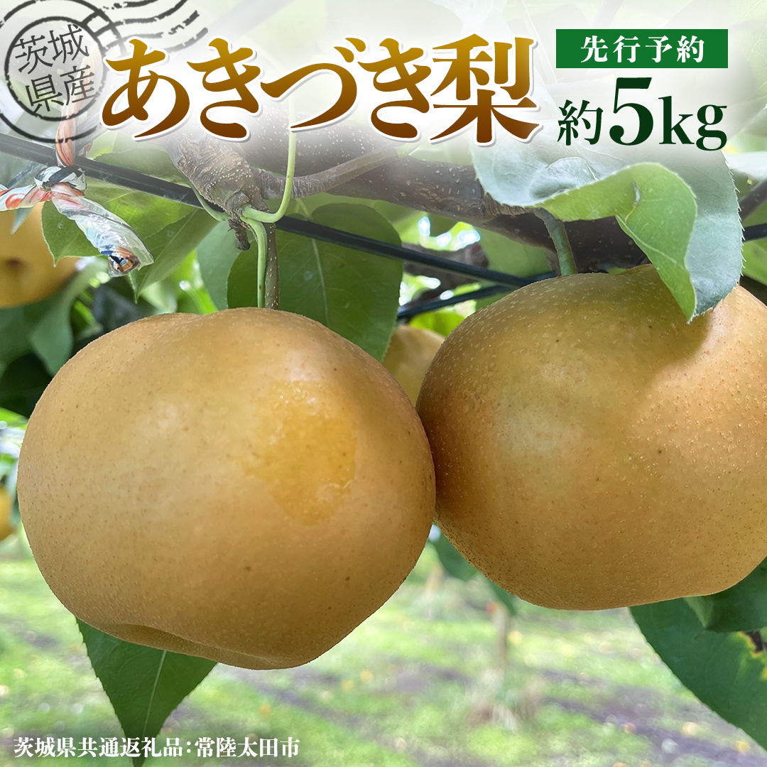 【 先行予約 】茨城県産 梨 あきづき 約5kg 8玉～12玉 ( 茨城県共通返礼品 : 常陸太田市 ) 【 2025年 9月中旬頃より発送 】 フルーツ 果物 国産 日本産 梨 ナシ なし 和梨 秋月 期間限定 数量限定