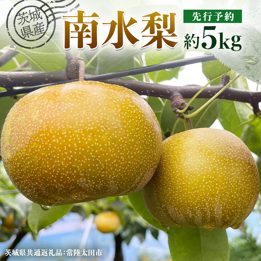 【 先行予約 】茨城県産 梨 南水 約5kg 11玉～16玉( 茨城県共通返礼品 : 常陸太田市 )【 2025年 9月中旬頃より発送 】 フルーツ 果物 国産 日本産 梨 ナシ なし 和梨 期間限定 数量限定