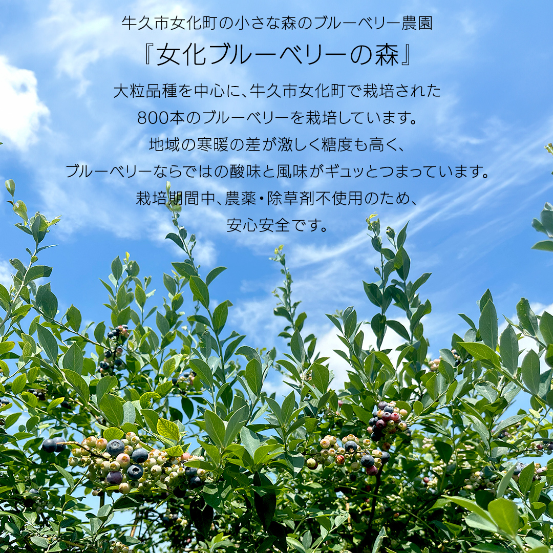 《 先行予約 》ブルーベリー 大小不揃い 約 1kg【2025年6月下旬頃より発送開始】訳アリ B品 お得 甘い 甘酸っぱい 産地直送 おやつ デザート ジャム スムージー