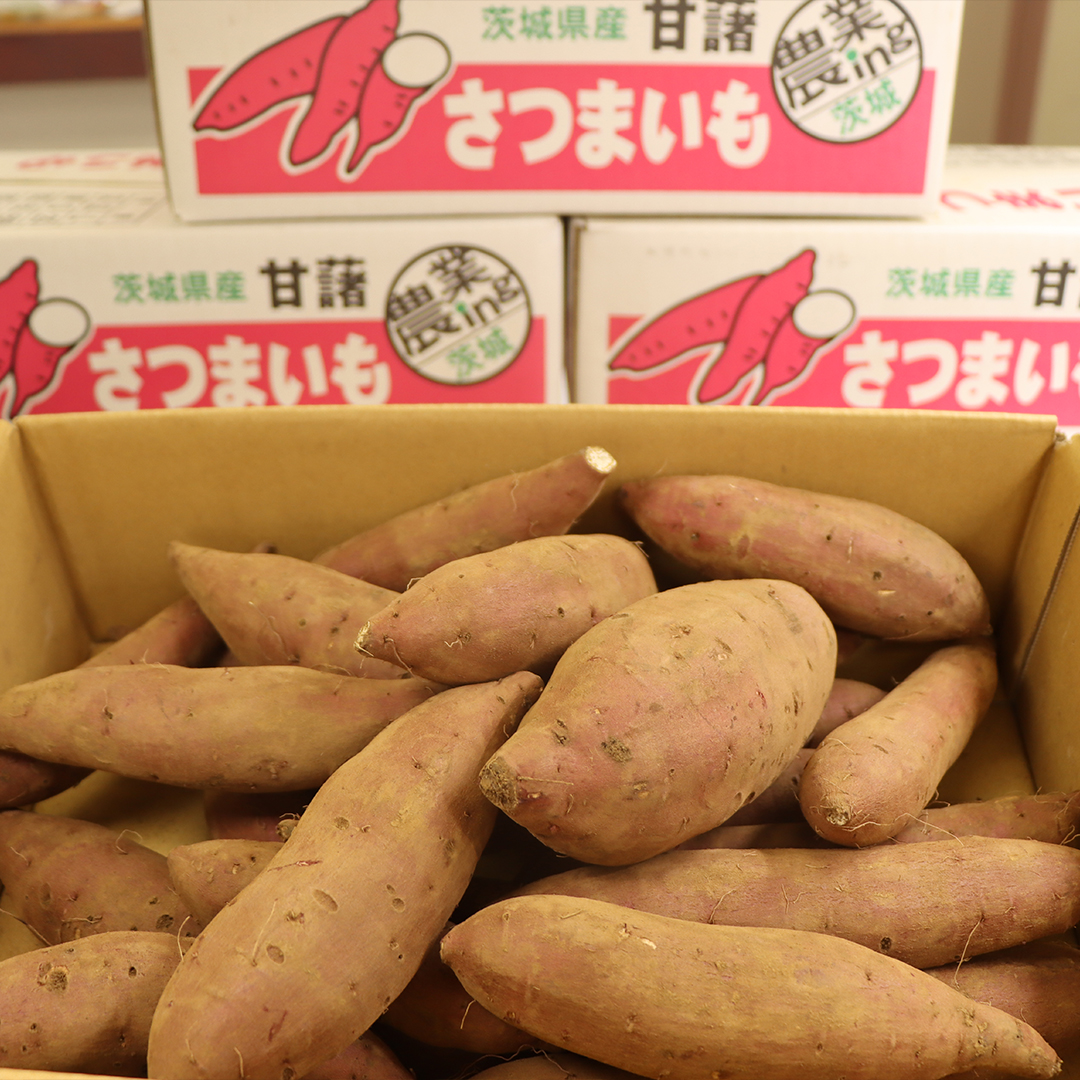 さつまいも【紅はるか】10kg（箱込）の 5kg 2箱セット さつまいも 詰合せ 国産 農園 野菜 サツマイモ 芋 期間限定 デザート スイーツ おやつ プチギフト 贈答用 料理 味噌汁 煮物 生芋