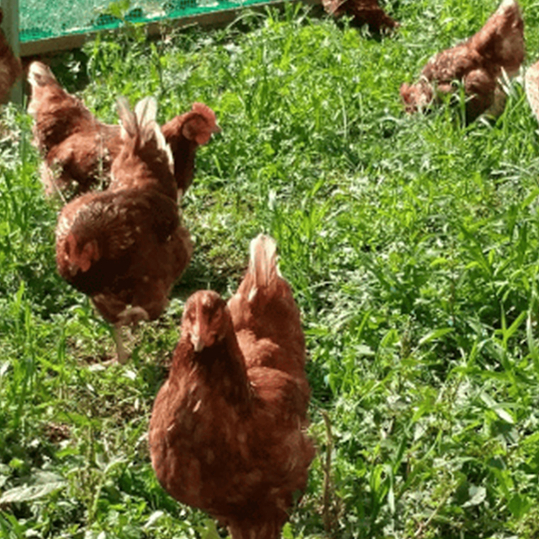 王様の卵 ヨード入 20個 平飼い 地鶏 有精卵 濃厚 卵 こだわり卵 たまご