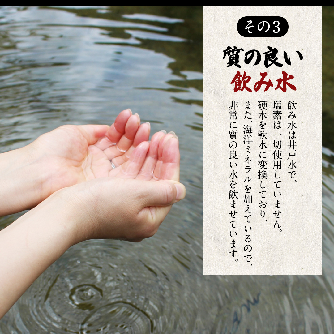 【3ヵ月 連続 定期便】王様の卵 ヨード入 20個 計60個 平飼い 地鶏 有精卵 濃厚 卵 こだわり卵 たまご 頒布会 定期