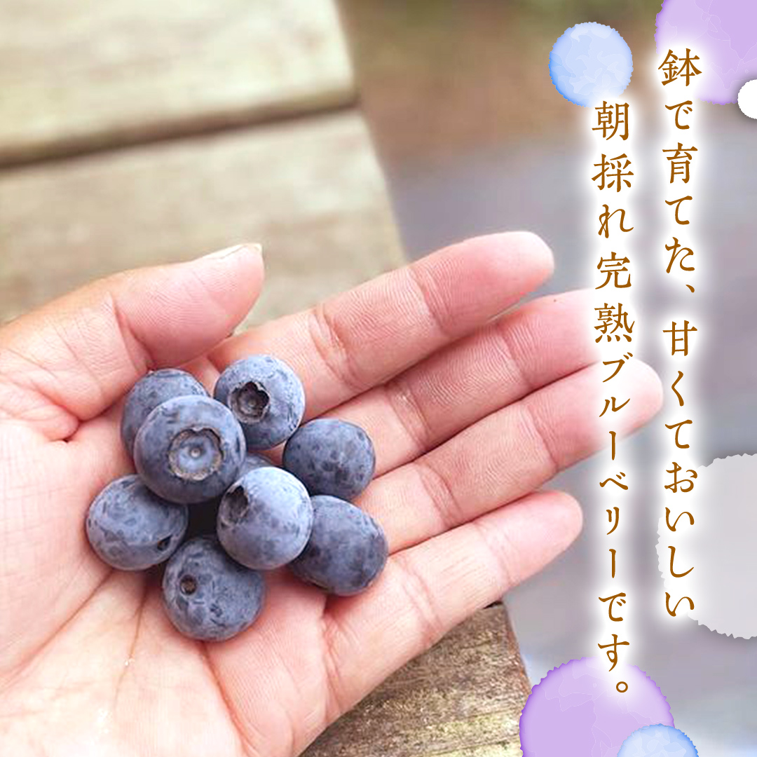 âªå
è¡äºçŽâ«ã èš³ãã ã ææ¡ã å®ç ãã«ãŒããªãŒ 1050g ( 350g à 3ãã㯠) ã 2026幎 7æäžæ¬é ããçºééå§ ã ã¶ããŒã¹ã㌠ãã«ãŒã æç© ãã ãã® æ°é®® ããªãŒ å°åã æã©ã åœç£ ç èŠæ Œå€ äžæã