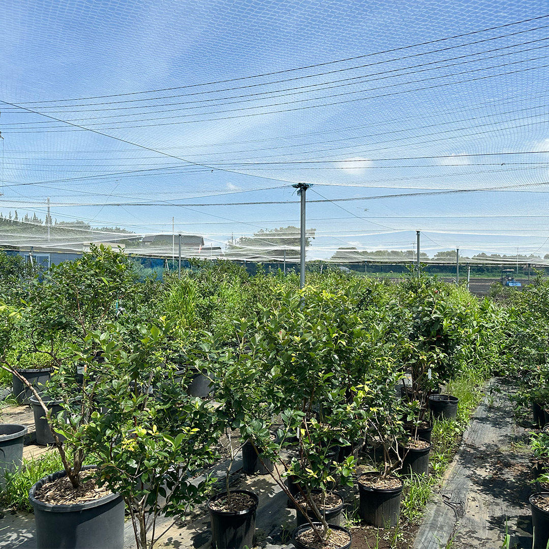 âªå
è¡äºçŽâ«ã èš³ãã ã ææ¡ã å®ç ãã«ãŒããªãŒ 1050g ( 350g à 3ãã㯠) ã 2026幎 7æäžæ¬é ããçºééå§ ã ã¶ããŒã¹ã㌠ãã«ãŒã æç© ãã ãã® æ°é®® ããªãŒ å°åã æã©ã åœç£ ç èŠæ Œå€ äžæã