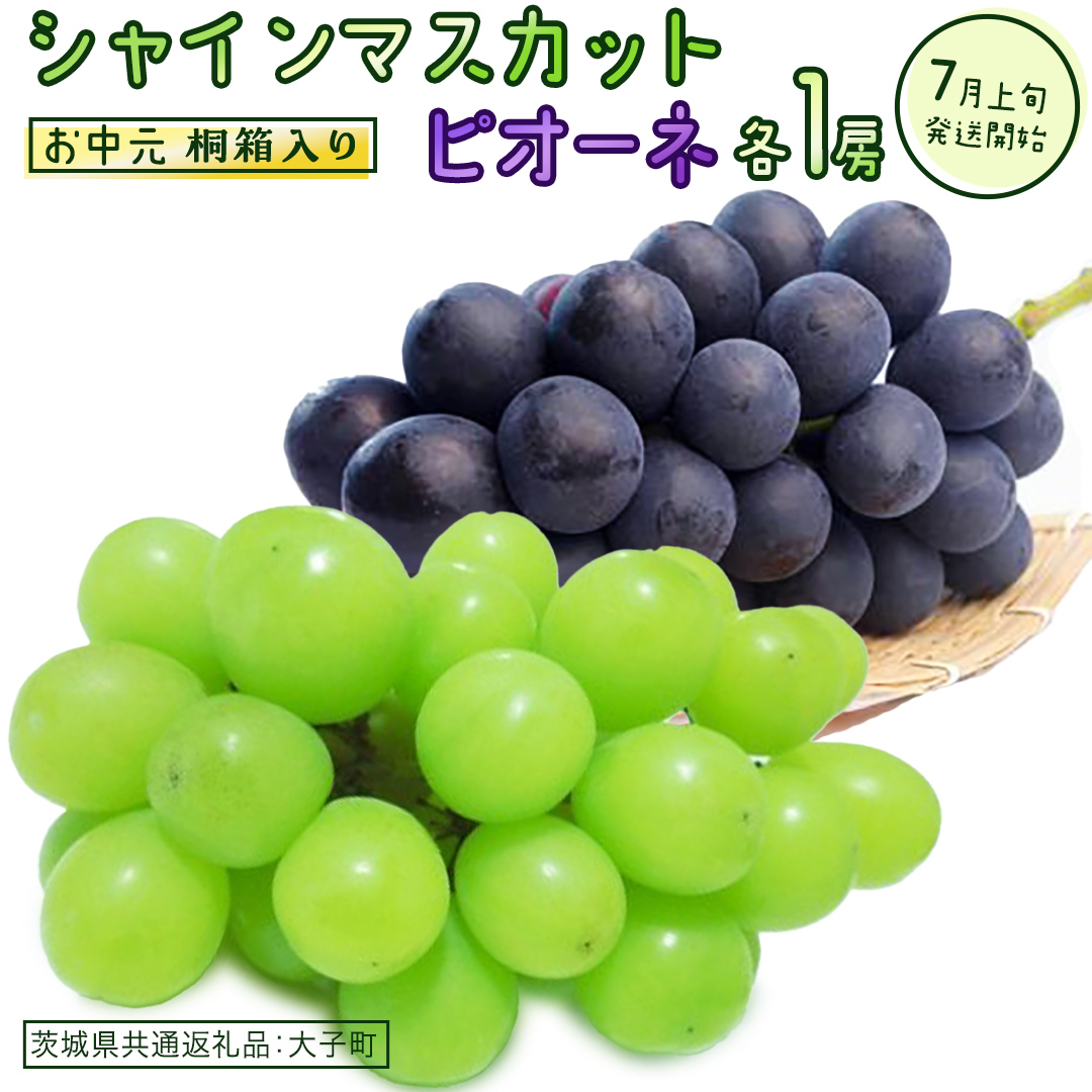 【 お中元 桐箱入り 】 シャインマスカット & ピオーネ (各１房) 【2026年7月上旬発送開始】(茨城県共通返礼品：大子町) ぶどう 葡萄 マスカット フルーツ 果物 贈答用 ギフト 贈り物