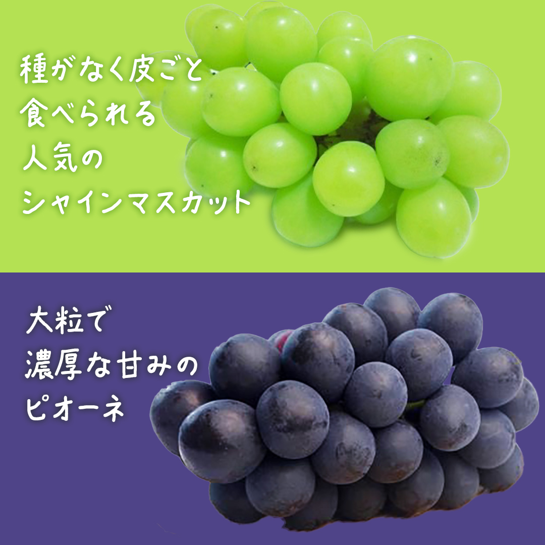 【 お中元 桐箱入り 】 シャインマスカット & ピオーネ (各１房) 【2026年7月上旬発送開始】(茨城県共通返礼品：大子町) ぶどう 葡萄 マスカット フルーツ 果物 贈答用 ギフト 贈り物