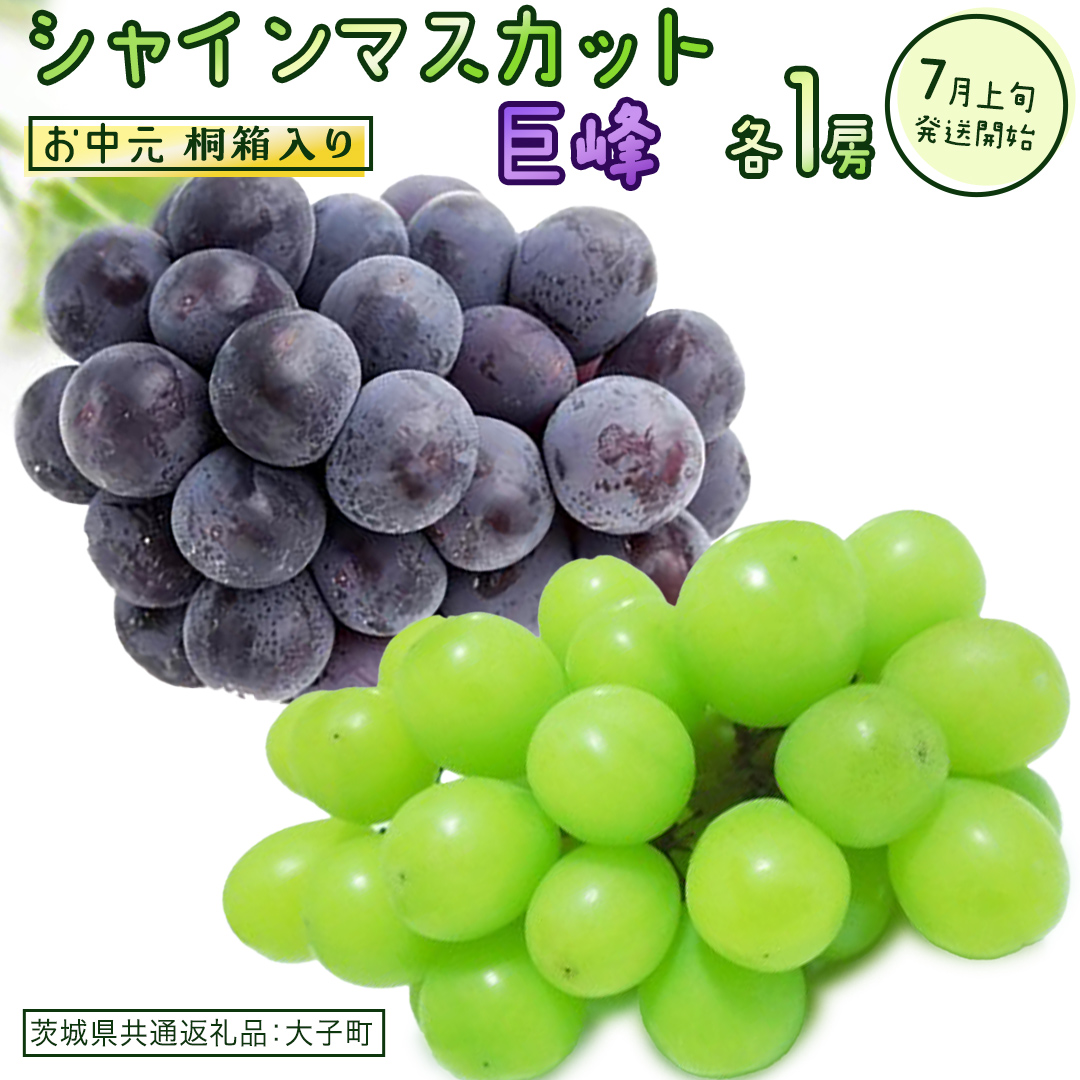 【 お中元 桐箱入り 】 シャインマスカット & 巨峰 (各１房) 【2026年7月上旬発送開始】(茨城県共通返礼品：大子町) ぶどう 葡萄 マスカット フルーツ 果物 贈答用 ギフト 贈り物